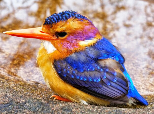 Photo un gros plan d'un oiseau