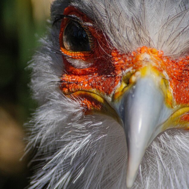 Un gros plan d'un oiseau