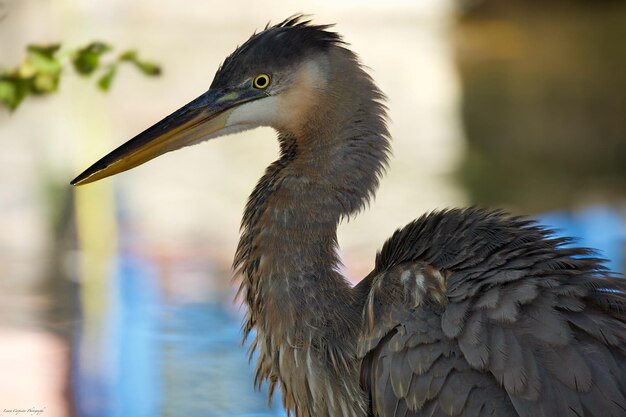 Un gros plan de l'oiseau