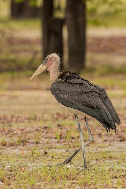 Photo un gros plan d'un oiseau