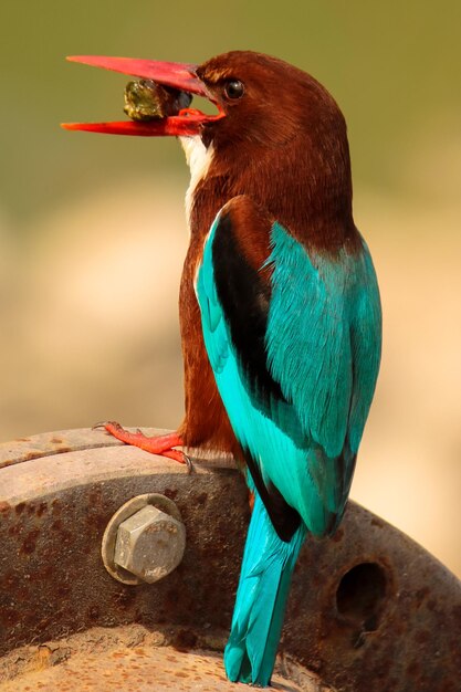 Photo un gros plan d'un oiseau