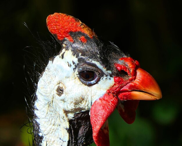 Un gros plan d'un oiseau