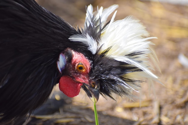 Photo un gros plan d'un oiseau