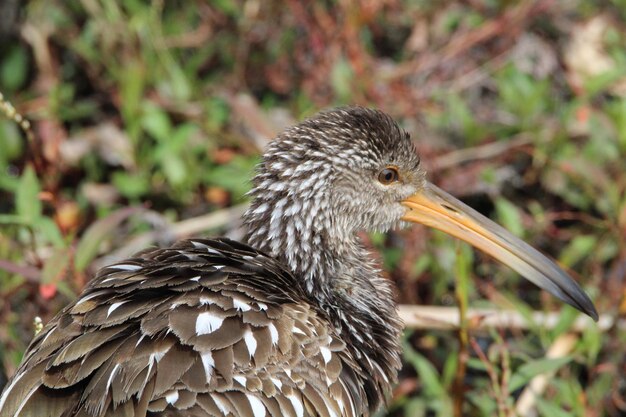 Photo un gros plan de l'oiseau