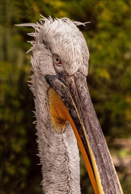 Photo un gros plan de l'oiseau