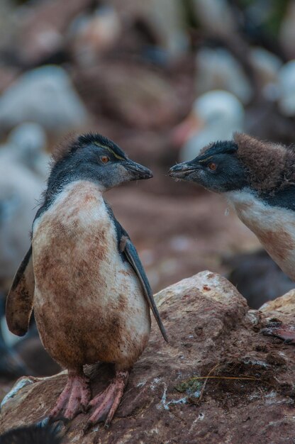 Photo un gros plan d'un oiseau