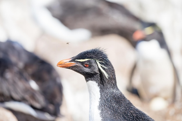 Photo un gros plan d'un oiseau