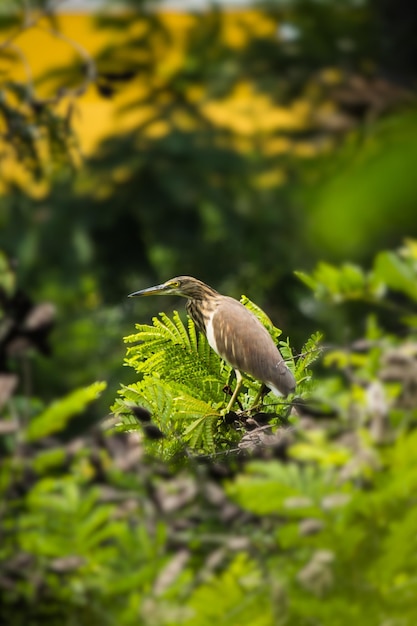 Photo un gros plan d'un oiseau