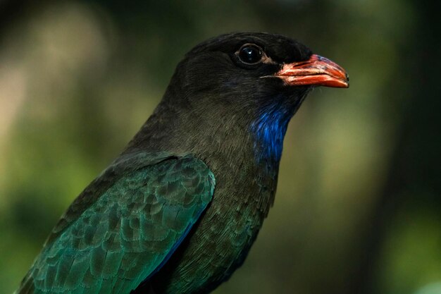 Un gros plan de l'oiseau