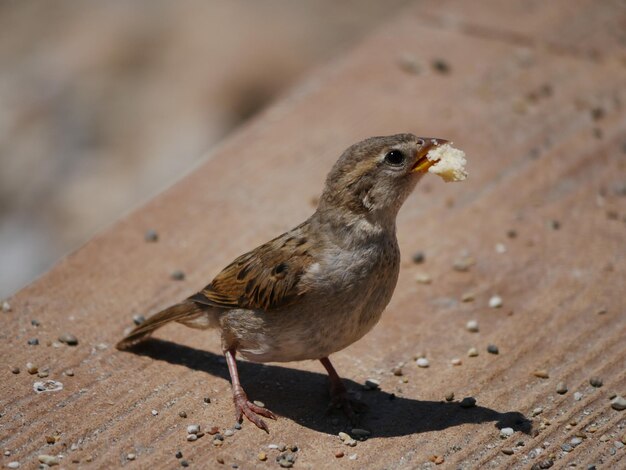 Un gros plan de l'oiseau