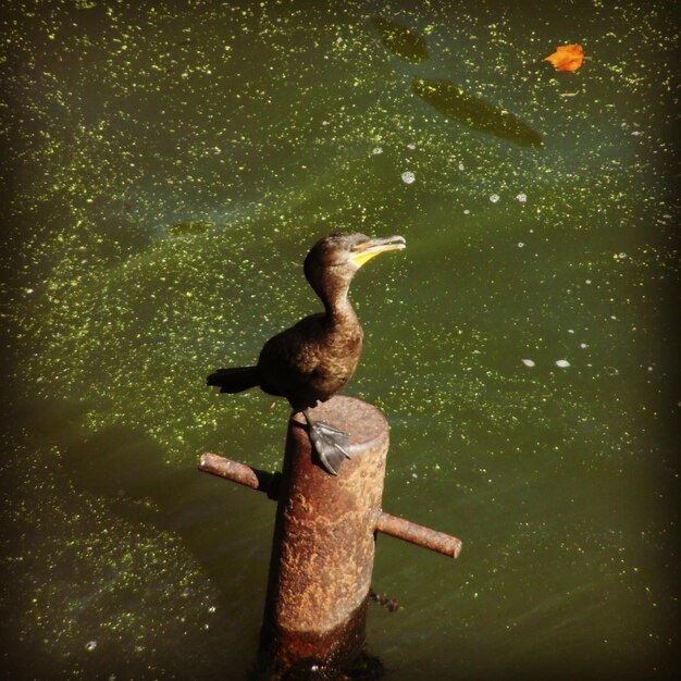 Photo un gros plan de l'oiseau