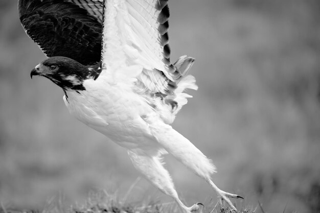 Photo un gros plan de l'oiseau