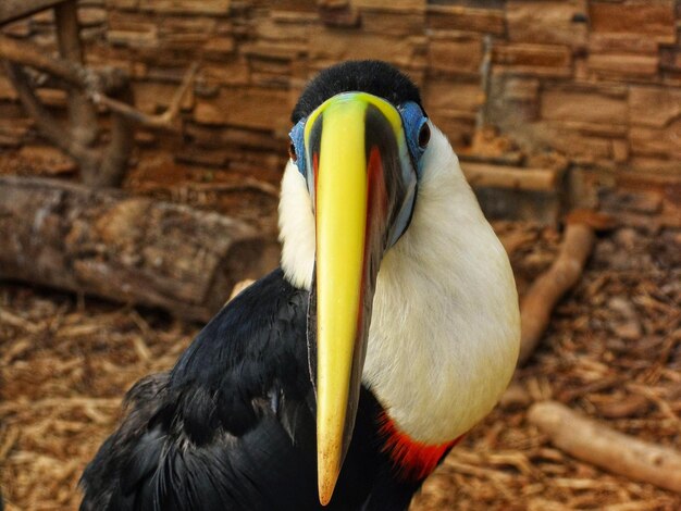 Photo un gros plan de l'oiseau