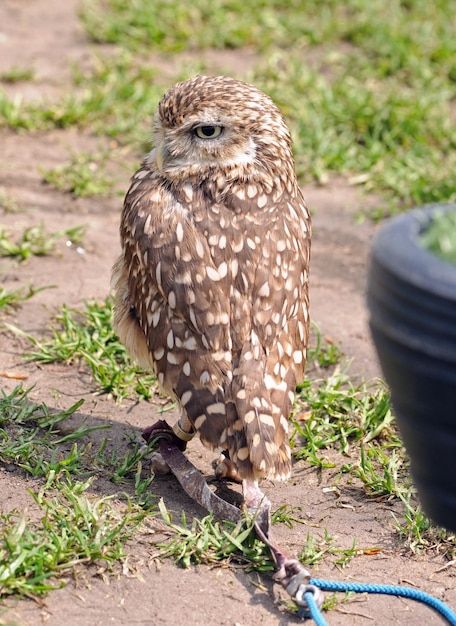 Photo un gros plan de l'oiseau