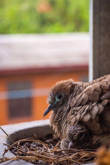 Photo un gros plan d'un oiseau