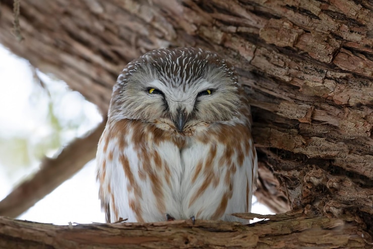 Photo gros plan d'un oiseau
