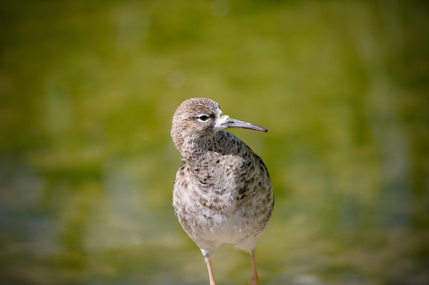 Photo un gros plan de l'oiseau