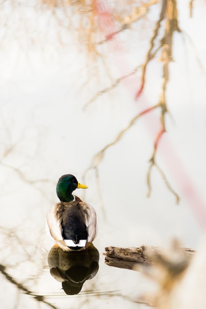 Photo un gros plan de l'oiseau