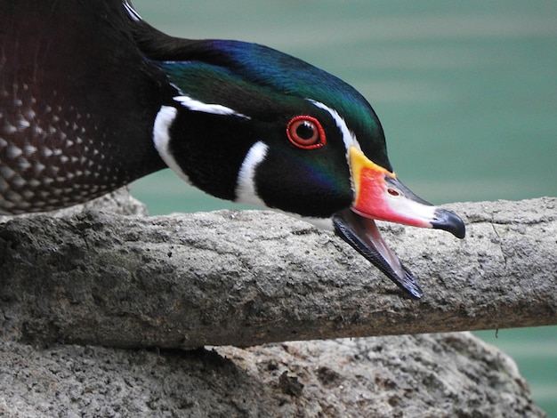 Photo un gros plan de l'oiseau