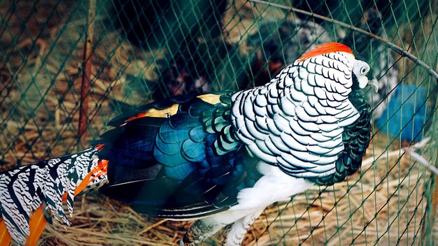 Photo un gros plan d'un oiseau