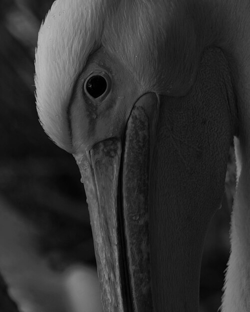 Photo un gros plan de l'oiseau