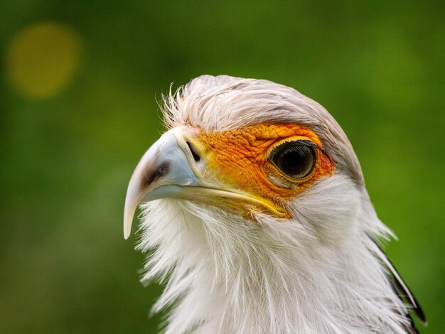 Photo un gros plan d'un oiseau