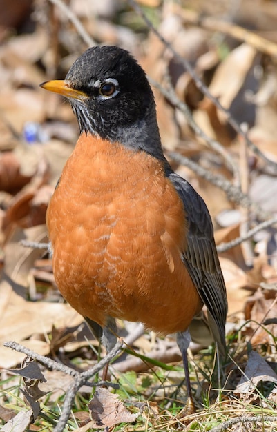 Photo un gros plan d'un oiseau