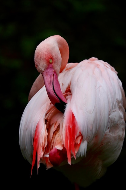 Photo un gros plan d'un oiseau