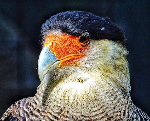 Photo un gros plan d'un oiseau