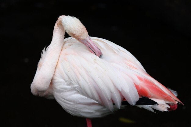 Photo un gros plan d'un oiseau