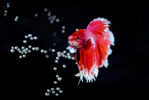 Photo un gros plan d'un oiseau