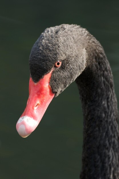 Photo un gros plan de l'oiseau