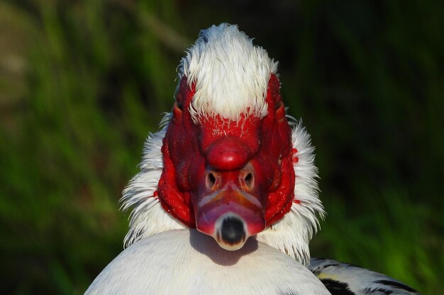 Photo un gros plan d'un oiseau