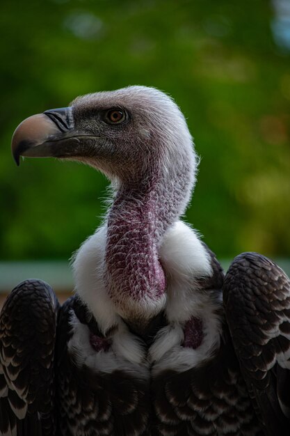 Photo un gros plan de l'oiseau