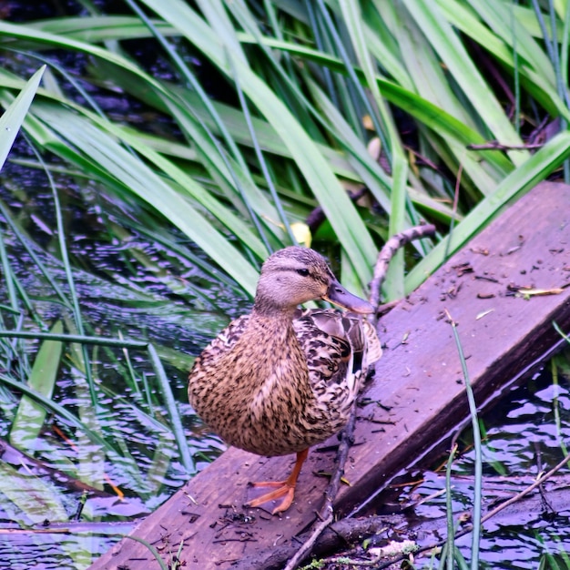 Un gros plan d'un oiseau