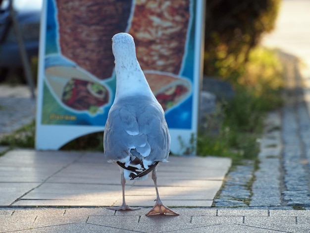 Un gros plan de l'oiseau