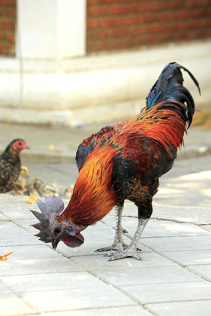 Photo un gros plan d'un oiseau