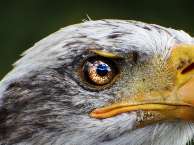 Photo un gros plan d'un oiseau