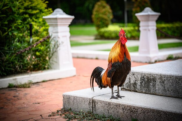 Photo un gros plan d'un oiseau