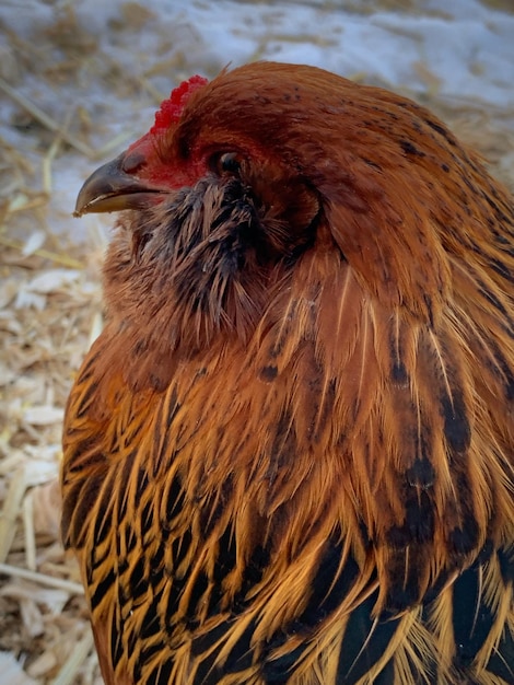 Un gros plan d'un oiseau