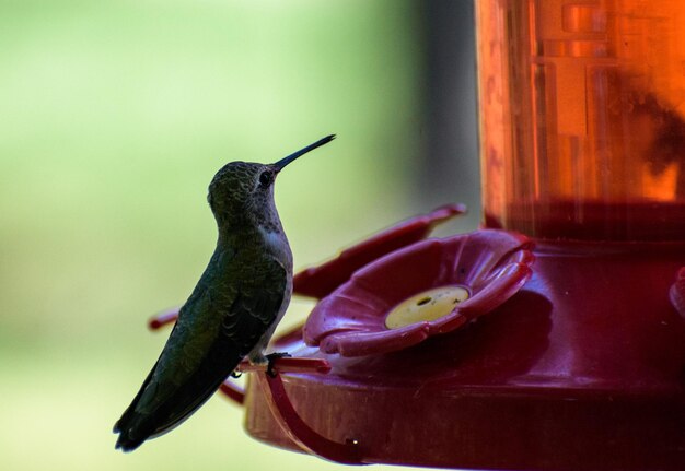 Photo un gros plan de l'oiseau