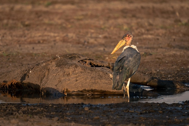 Photo un gros plan de l'oiseau