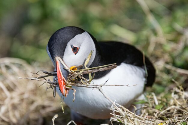 Photo un gros plan de l'oiseau