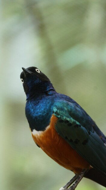 Photo un gros plan d'un oiseau