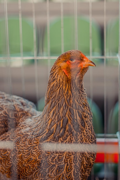 Photo un gros plan d'un oiseau