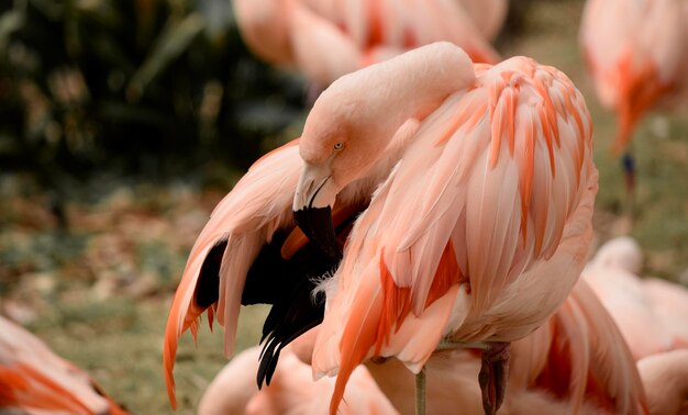 Photo un gros plan de l'oiseau