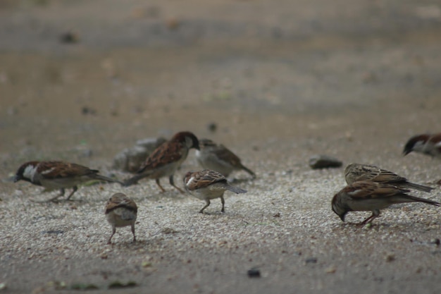 Un gros plan de l'oiseau