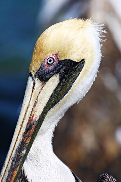 Photo un gros plan d'un oiseau