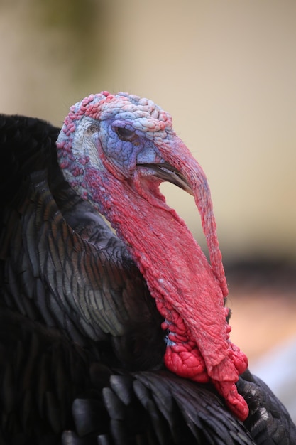 Photo un gros plan d'un oiseau