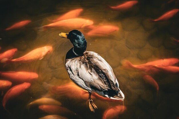 Photo un gros plan de l'oiseau